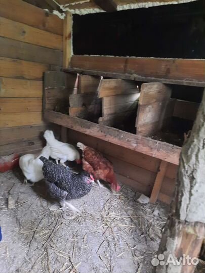 Домашние куриные яйца