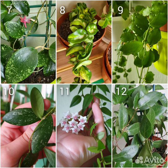 112 сортов Хойи на срез/укоренение