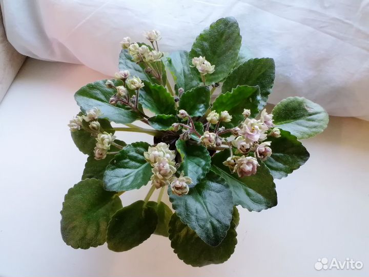 Мини фиалки