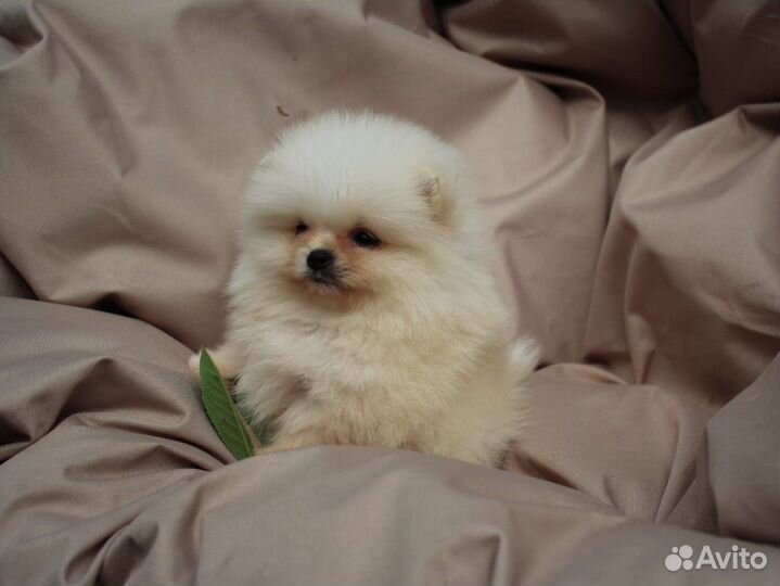 Померанский шпиц, микро мальчик