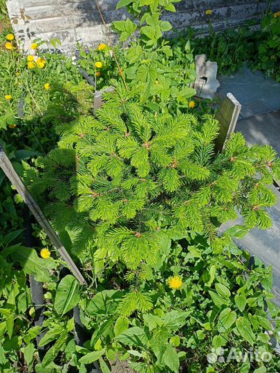 Саженцы Ели