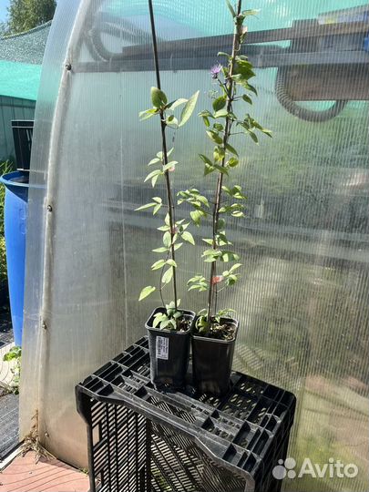 Клематис Мульти Блю