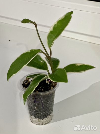 Хойя Кримсон Квин