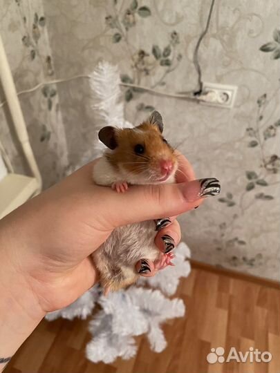 Сирийский хомякс клеткой