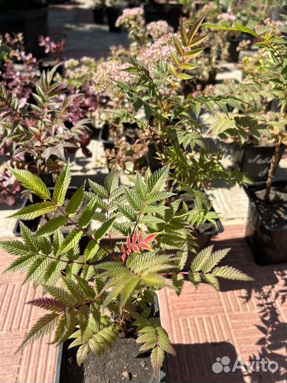 Многолетние растения