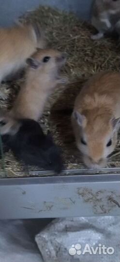 Монгольская песчанка и африканские