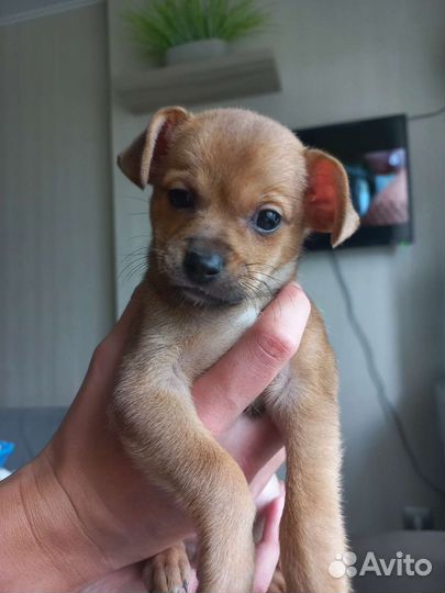 Щенок той-терьер