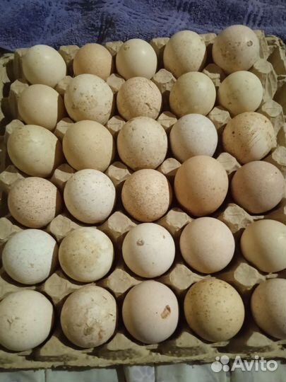 Индюшинное мясо,яйцо кур,доставка