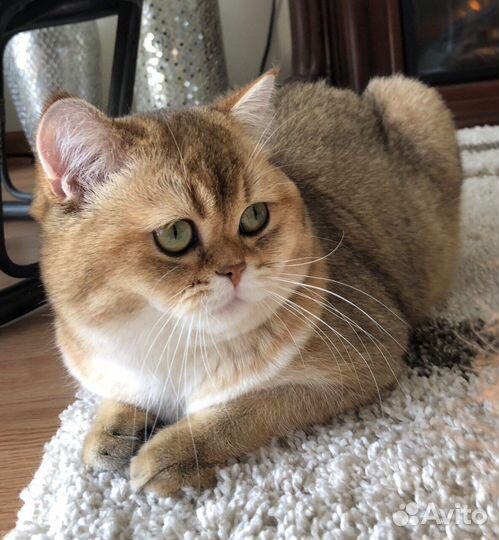 Клубная британочка золотая шиншилла