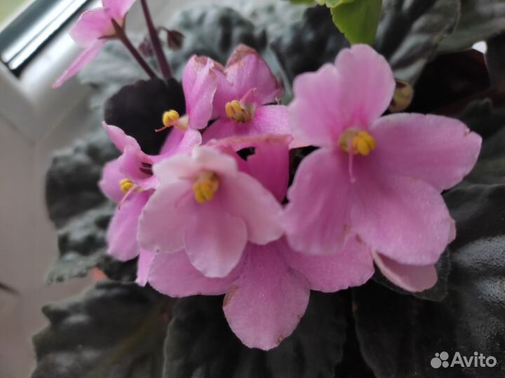 Фиалки, колеус