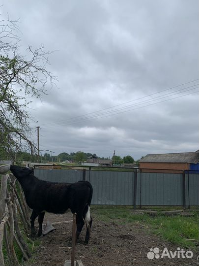 Продается телка