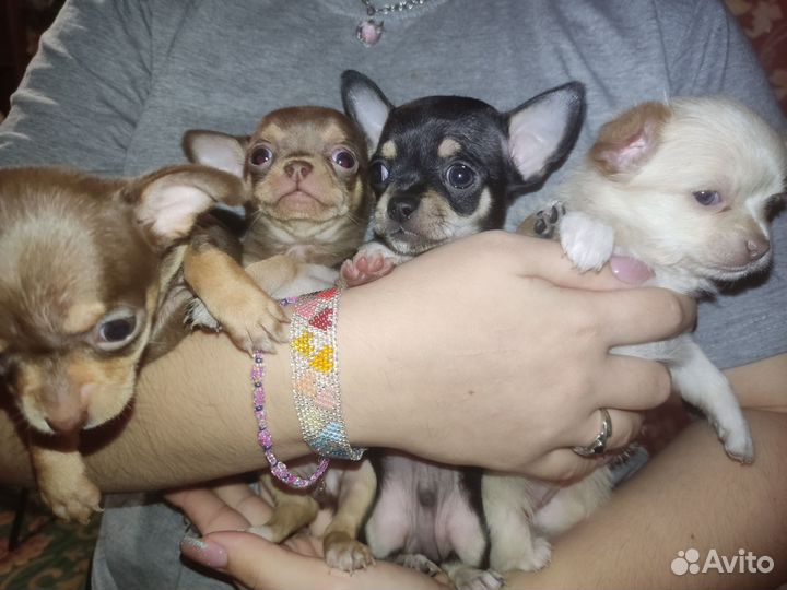 Щенки чихуахуа