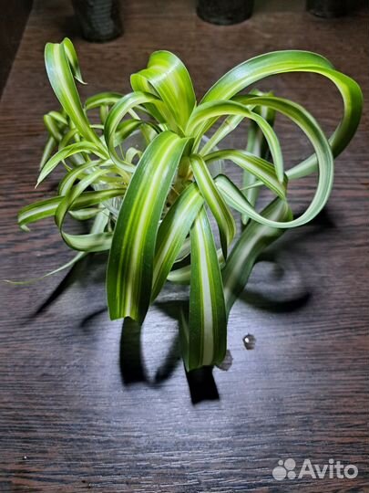 Хлорофитум кудрявый бонни