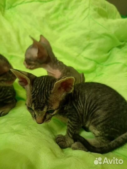 Донской сфинкс котята