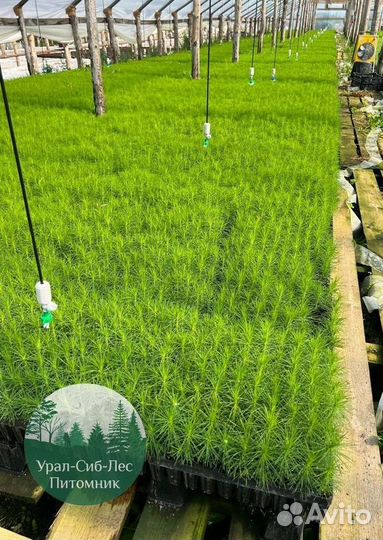 Сеянцы зкс Сосна окс Ель Лиственница Горная