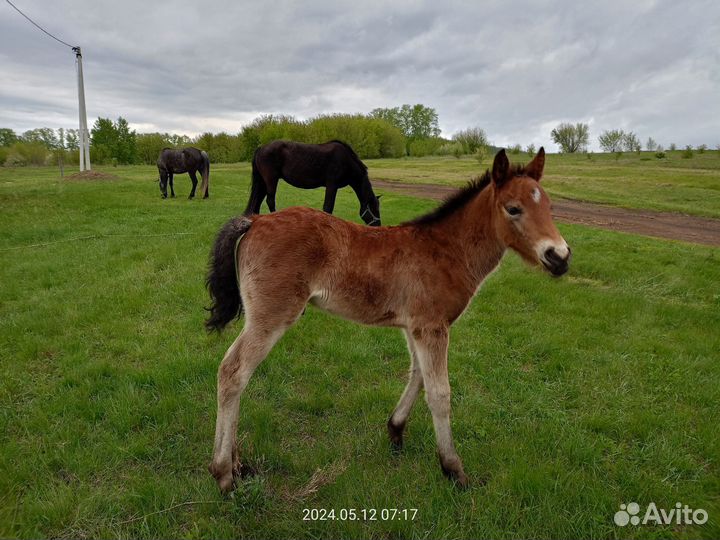 Лошади кобылки
