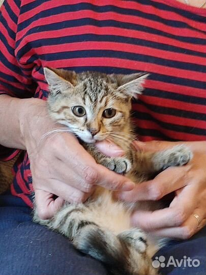 Плюшевая кошечка