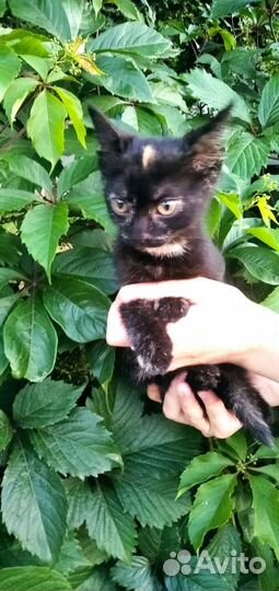 Котенок в добрые руки