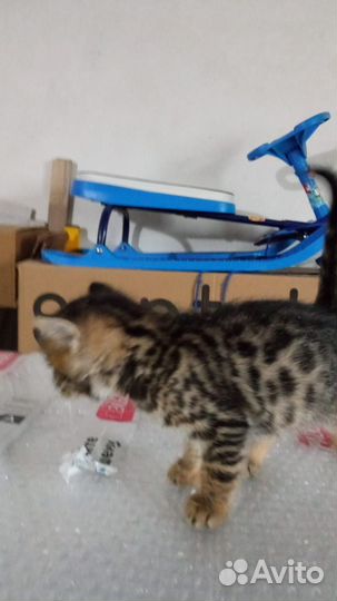 Бенгальские котята