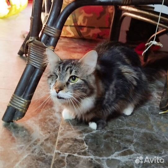 Котик ищет дом