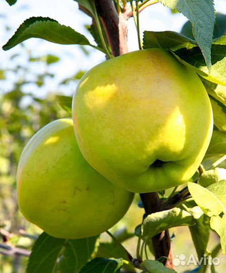 Саженцы груш, яблонь