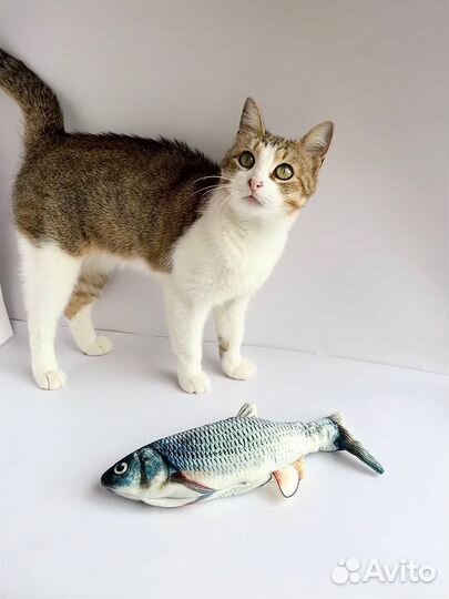 Кошки в добрые руки