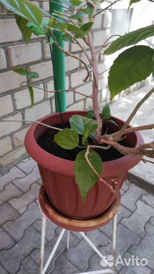 Гибискус китайская роза