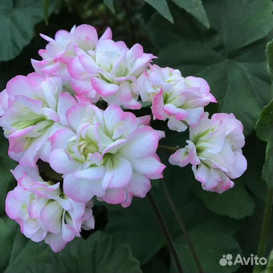 Пеларгонии сортовые