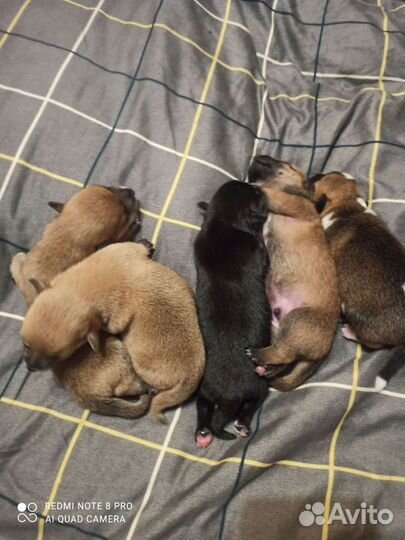 Той-терьер щенки