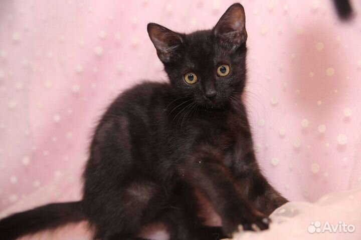 Черный котенок в добрые руки