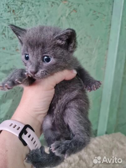 Дымчатый котенок