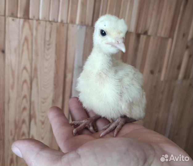 Продажа. Индюшата Биг 6, Хайбрид конвертер