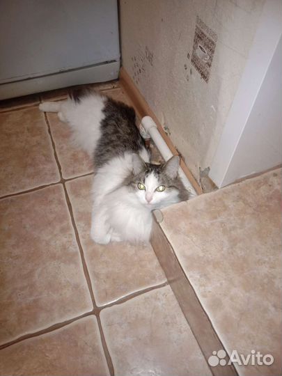 Кошка в дар