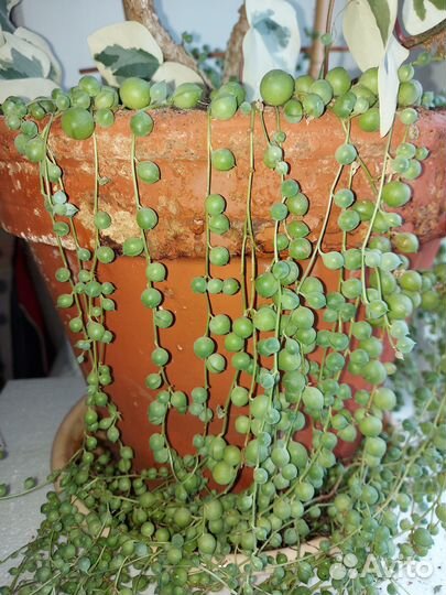 Крестовник роули