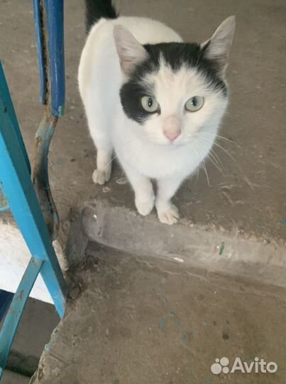 Молодая кошечка