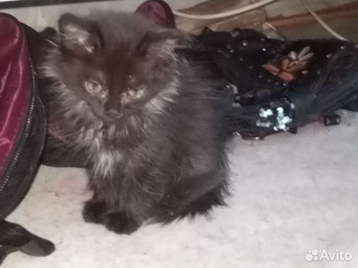 Отдам котят в добрые руки
