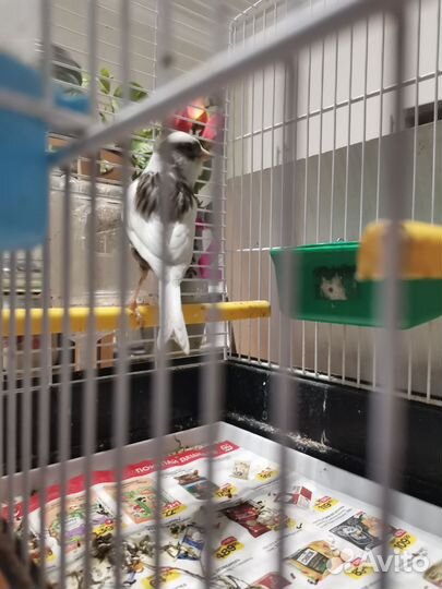 Кенор овсяночного напева