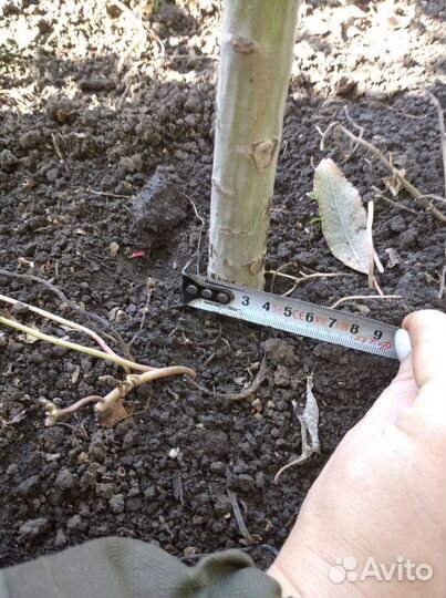 Верба Плакучяя