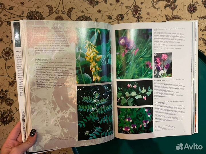 The Caucasus and Its Flowers,V.Holubec & P. Krivka