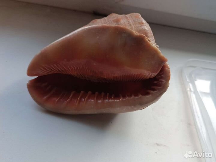 Ракушка морская