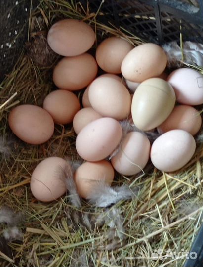 Австралорп инкубационные яйца