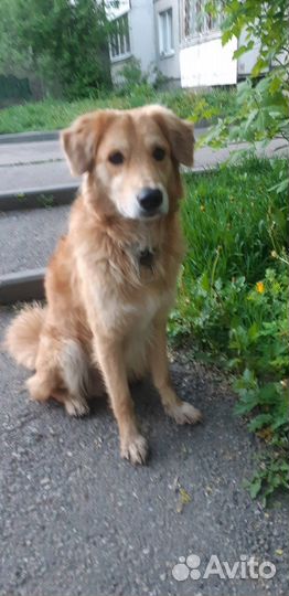 Рыжик кобель