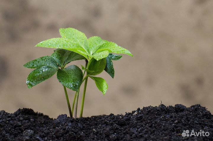 Грунт плодородный