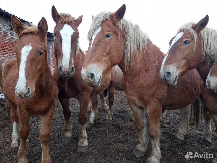 Кобылы советские,американские,1-2 летки орловцы