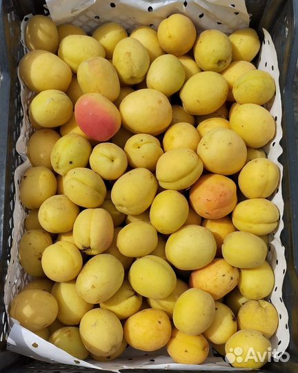 Абрикосы Узбекистан