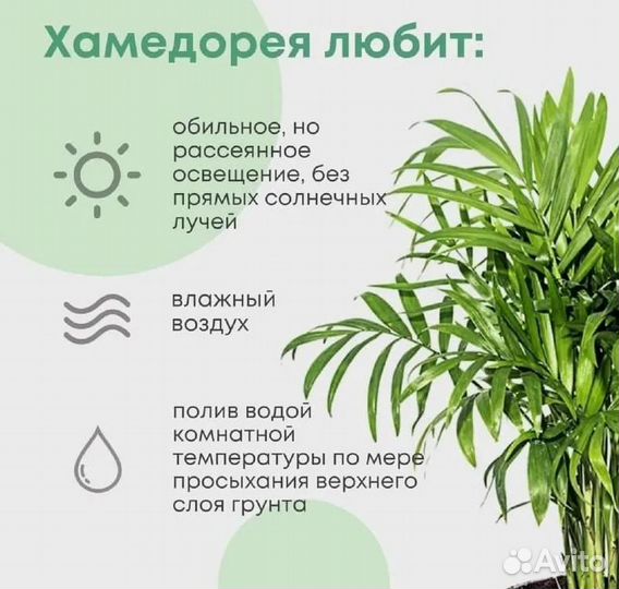 Пальма Хамедорея