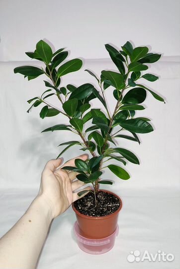 Фикус моклейм