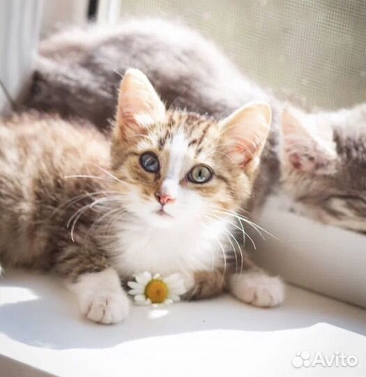 Котенок Mиkkи в добрые руки