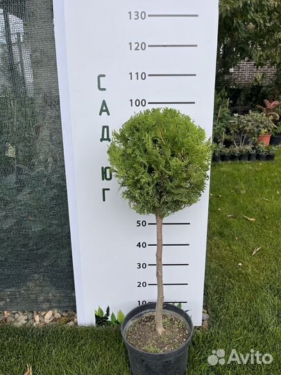 Туя шар штамб