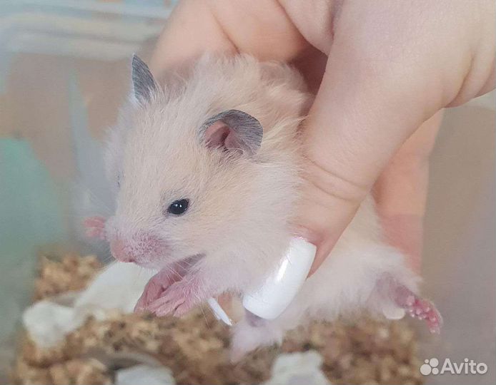 Сирийские хомячки